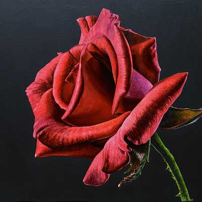 Red Rose