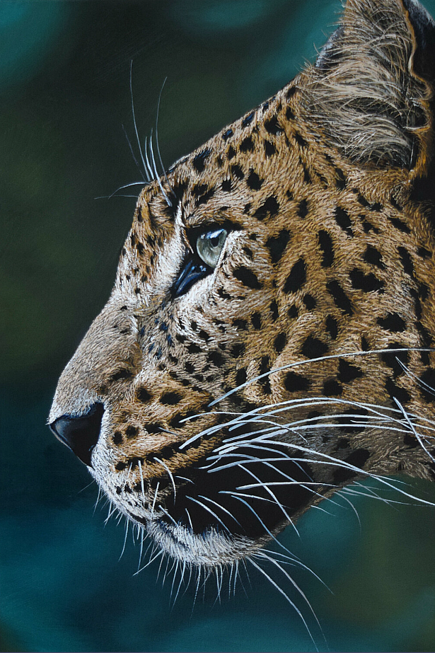 Leopard