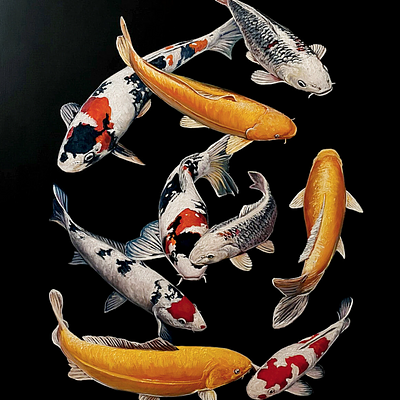 Koi Carps