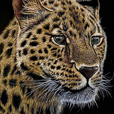 Leopard